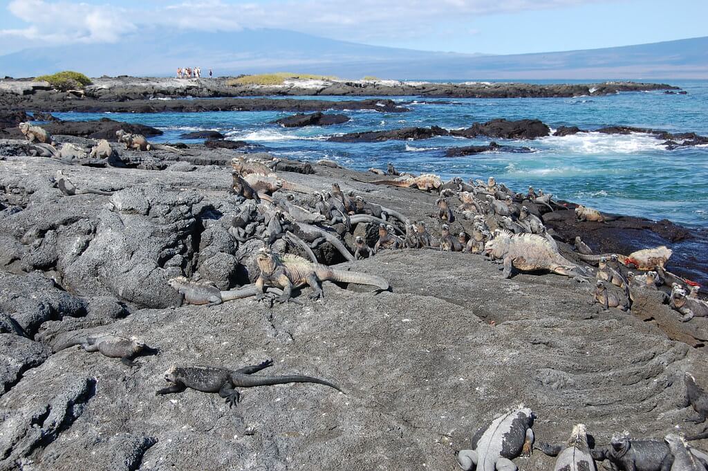 Isla Fernandina : Isla Fernandina :