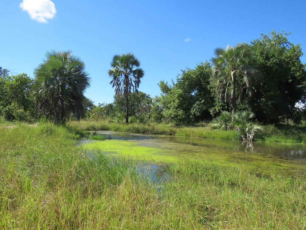Parque Nacional de Gorongosa : 
