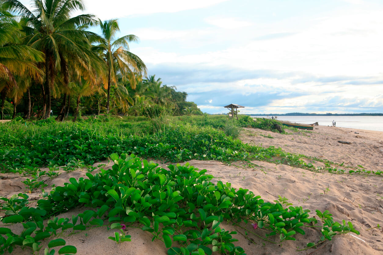 Guayana Francesa: Plage des Hattes à Yalimapo, Guyane française Guayana Francesa: Plage des Hattes à Yalimapo, Guyane française