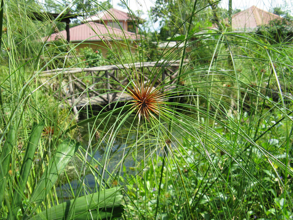 Lelydorp : Lelydorp :