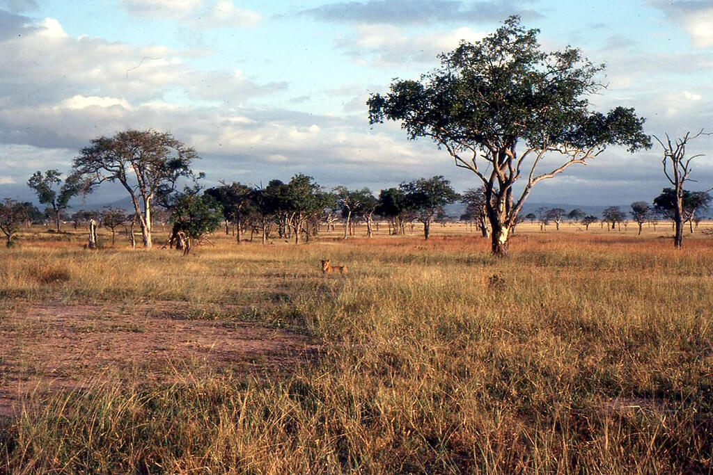 Mikumi National Park : Mikumi National Park :