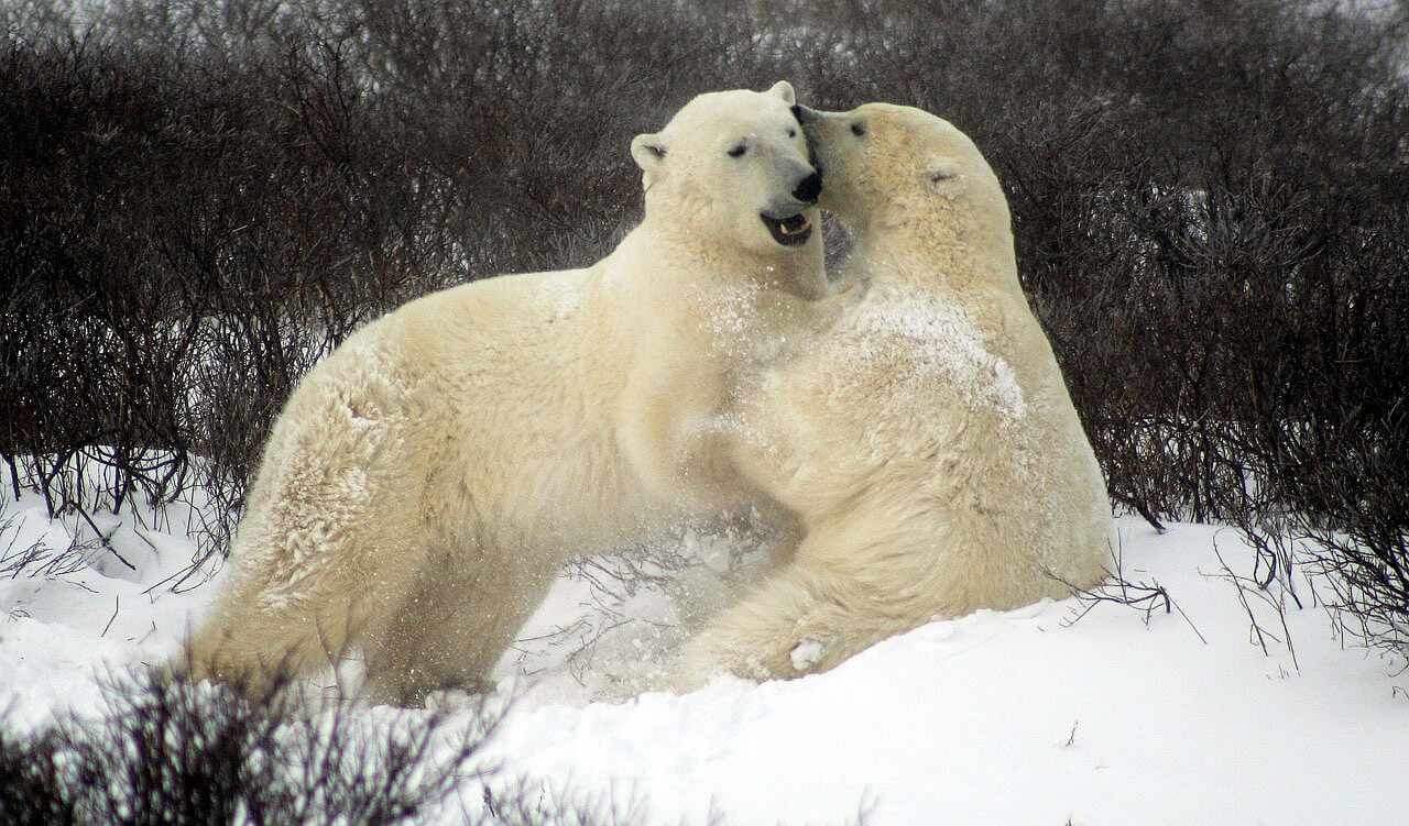 Churchill : Churchill