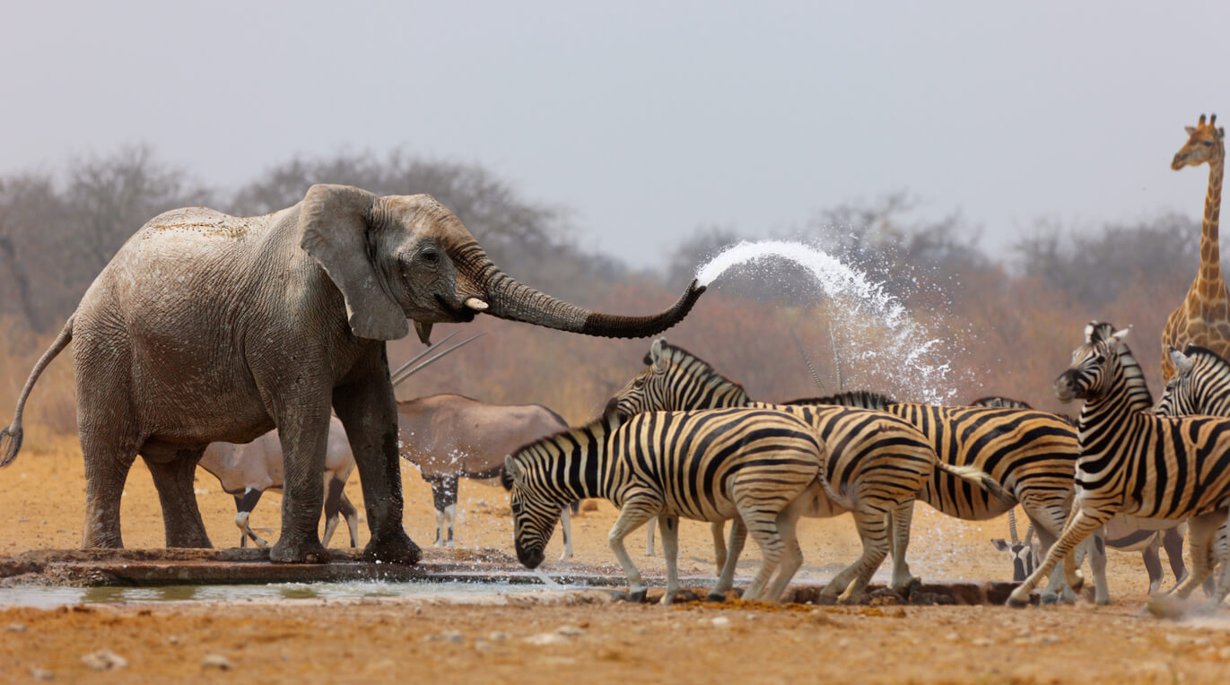 Parque Nacional Etosha : Etosha
