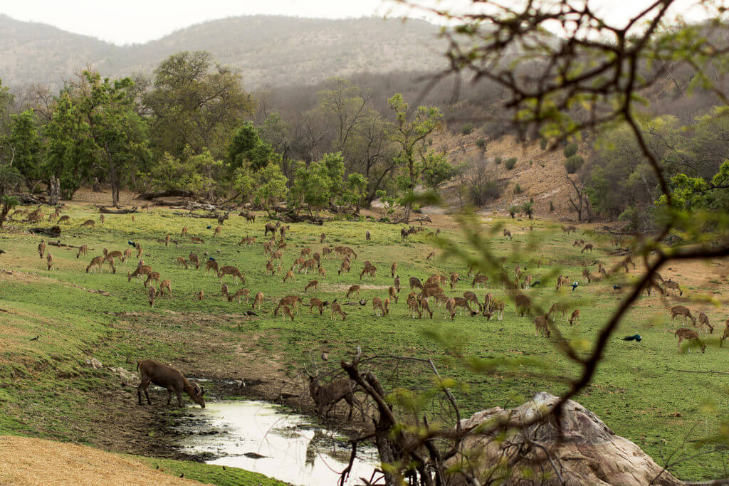 Parque nacional Ranthambore : 