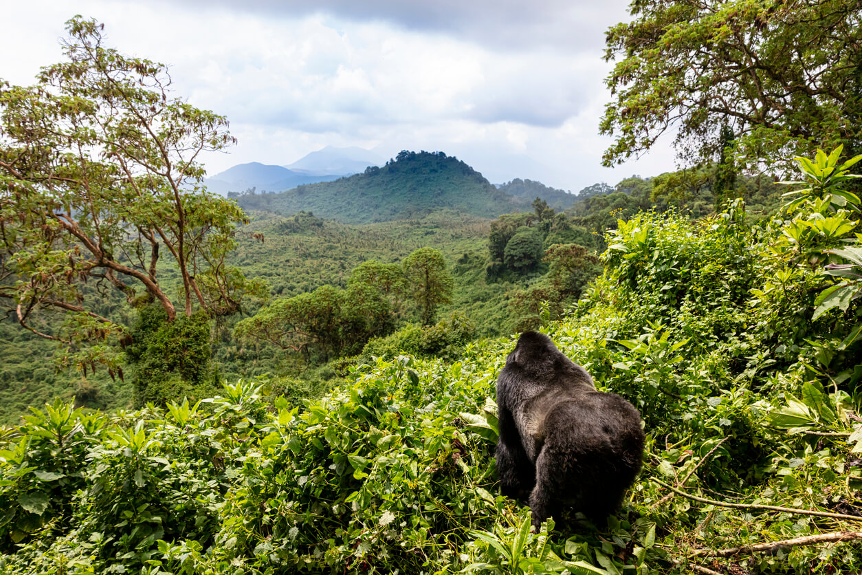 Mejor Epoca para Viajar a Ruanda Clima y Tiempo ¿Adónde y Cuando Ir