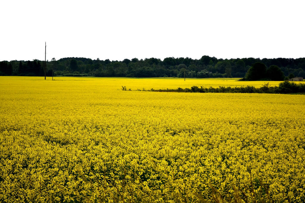 Saaremaa : Saaremaa :