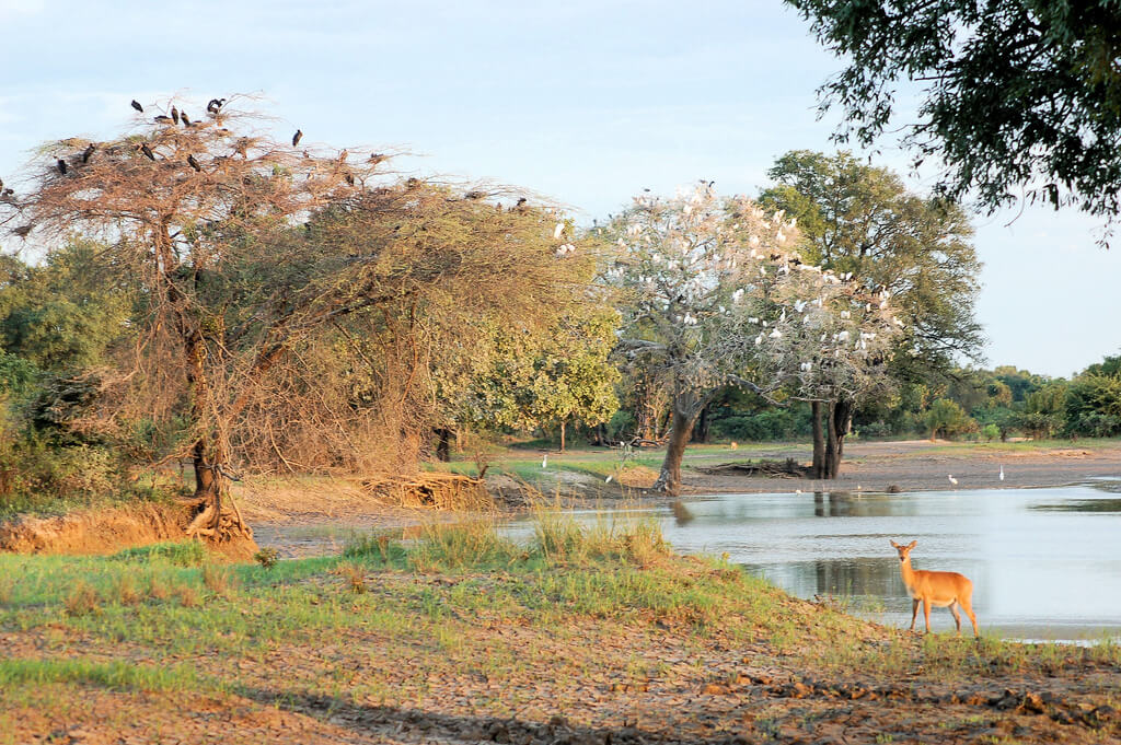 Parque Nacional Luangwa del Sur : 