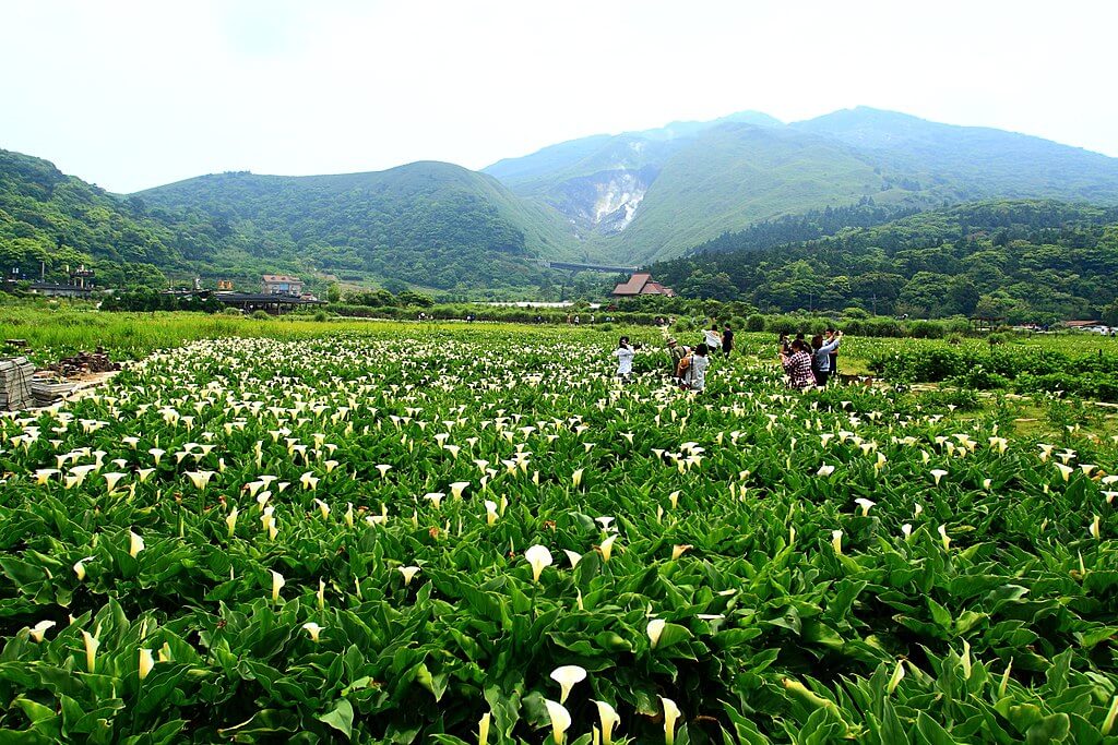 Yangmingshan : 